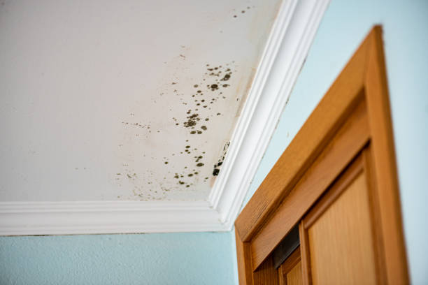 Best Basement Mold Remediation in Audubon, NJ