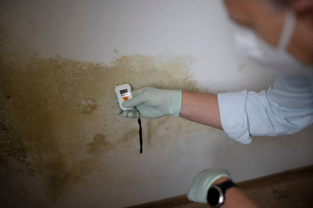 Best Attic Mold Remediation in Audubon, NJ