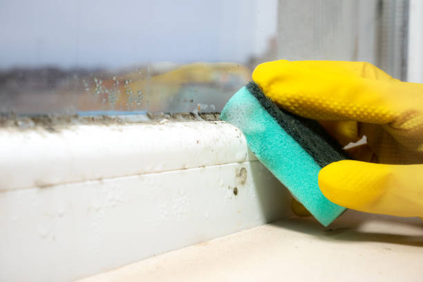 Best Preventive Mold Services in Audubon, NJ