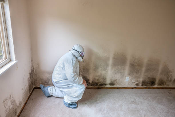 Best HVAC Mold Remediation in Audubon, NJ