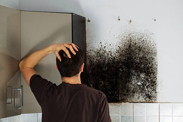 Best Bathroom Mold Remediation in Audubon, NJ