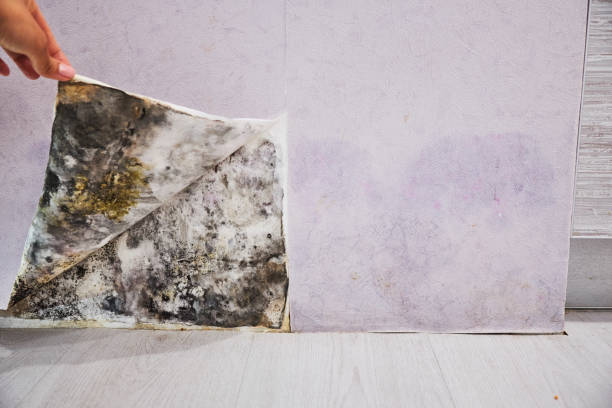 Best DIY Mold Remediation Support Services in Audubon, NJ